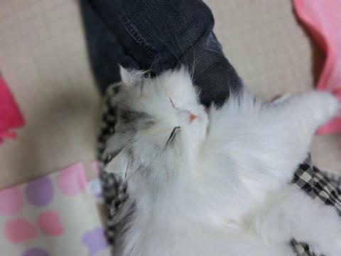 CIMG1492_convert_20120526134851.jpg