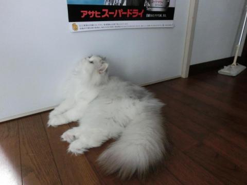 CIMG1505_convert_20120523140128.jpg