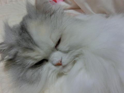 CIMG1553_convert_20120601150543.jpg