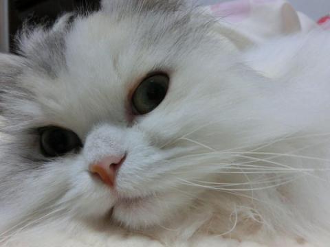 CIMG1554_convert_20120601150655.jpg