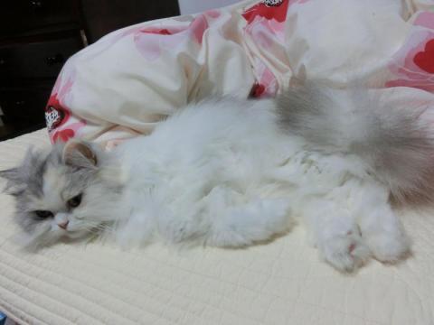 CIMG1555_convert_20120601150749.jpg