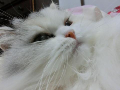 CIMG1558_convert_20120601151023.jpg