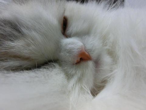 CIMG1561_convert_20120601151303.jpg