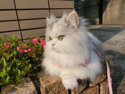 CIMG1574_convert_20120529121323.jpg