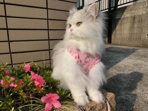 CIMG1577_convert_20120529121732.jpg