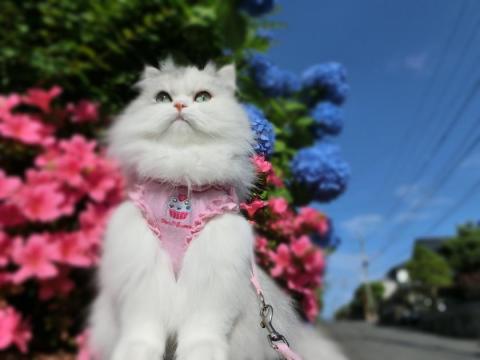CIMG1595_convert_20120605110620.jpg