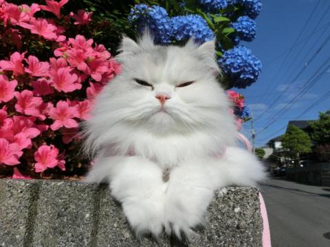 CIMG1596_convert_20120605110715.jpg