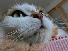 CIMG1655_convert_20120606112915.jpg