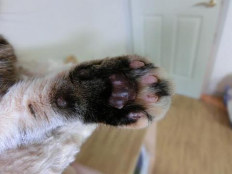 CIMG1668_convert_20120606141814.jpg