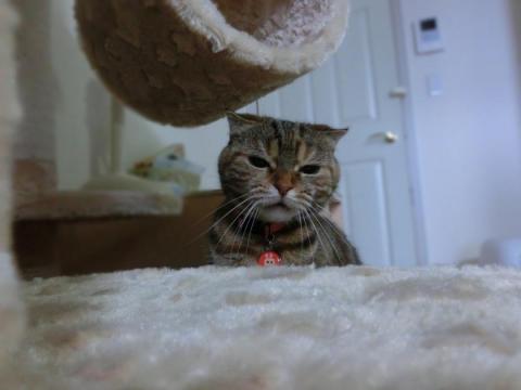 CIMG1680_convert_20120606142334.jpg