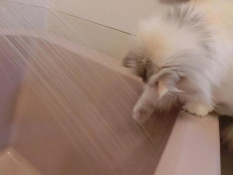 CIMG1818_convert_20120623140419.jpg