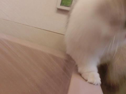 CIMG1819_convert_20120623140519.jpg