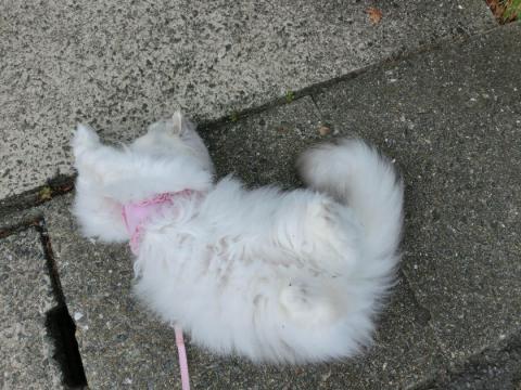 CIMG1842_convert_20120615151736.jpg