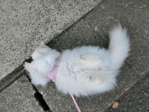 CIMG1844_convert_20120615151920.jpg