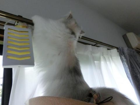 CIMG1878_convert_20120617124835.jpg