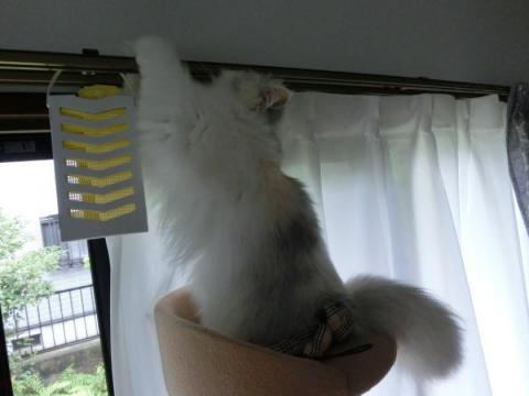 CIMG1879_convert_20120617124921.jpg