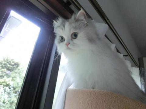 CIMG1881_convert_20120617125046.jpg