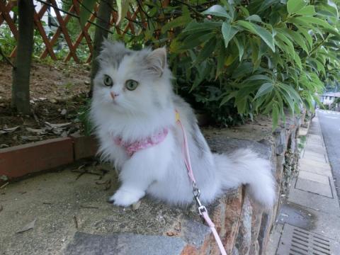 CIMG1887_convert_20120620103231.jpg