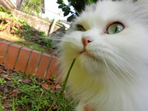 CIMG1895_convert_20120622101120.jpg