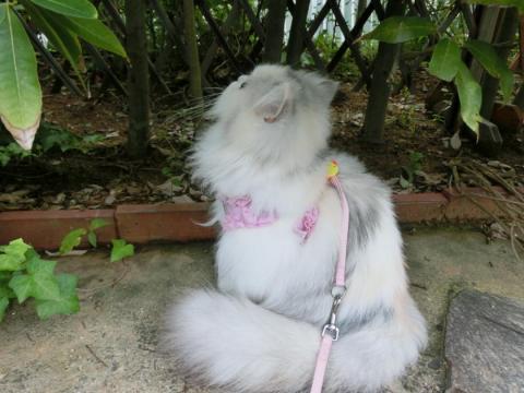 CIMG1911_convert_20120626163858.jpg