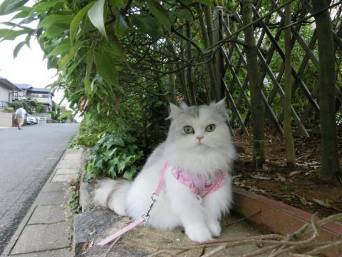 CIMG1915_convert_20120626164152.jpg