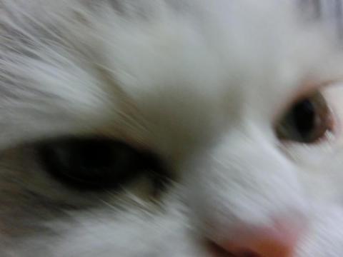 CIMG1919_convert_20120627155826.jpg