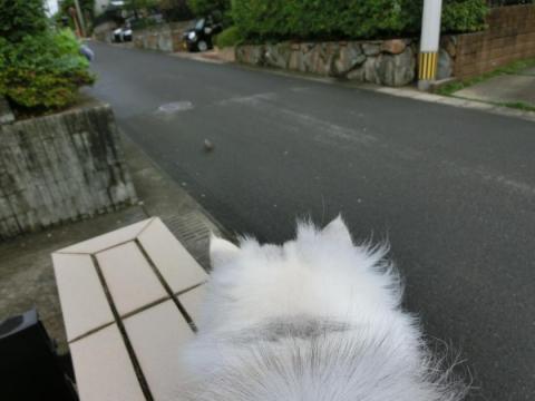CIMG1929_convert_20120628151456.jpg