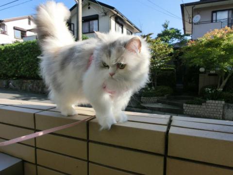 CIMG1981_convert_20120708111503.jpg