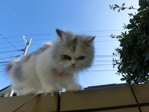 CIMG1982_convert_20120708111538.jpg