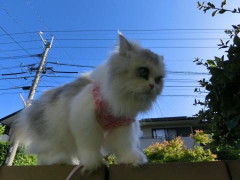 CIMG1983_convert_20120708111615.jpg
