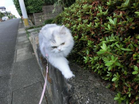 CIMG2059_convert_20120720102605.jpg