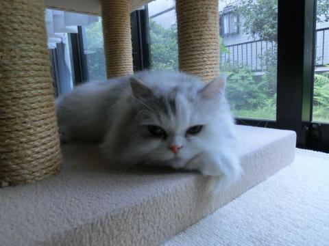 CIMG2067_convert_20120720102518.jpg