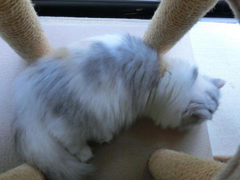 CIMG2068_convert_20120720102437.jpg