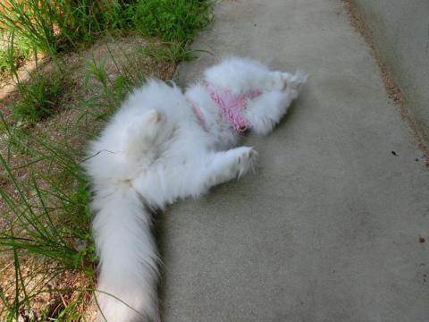 CIMG2101_convert_20120724142647.jpg