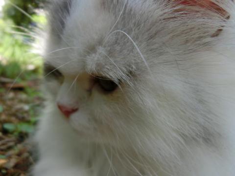 CIMG2105_convert_20120727103242.jpg