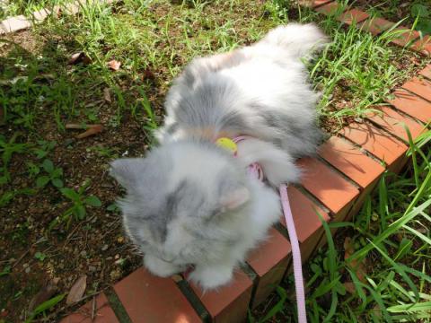 CIMG2106_convert_20120727103329.jpg