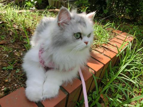 CIMG2111_convert_20120727103731.jpg