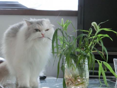 CIMG2124_convert_20120725111802.jpg