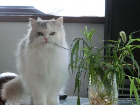 CIMG2125_convert_20120725111851.jpg
