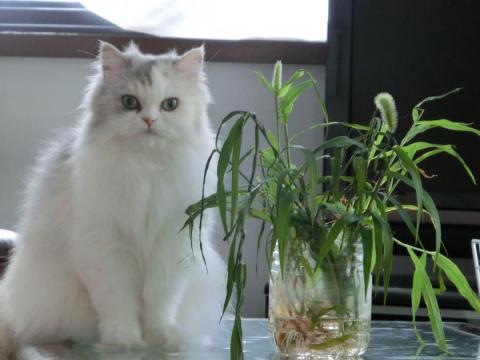 CIMG2127_convert_20120725112014.jpg