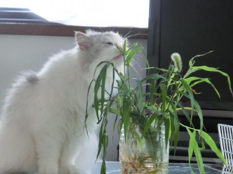 CIMG2128_convert_20120725112053.jpg