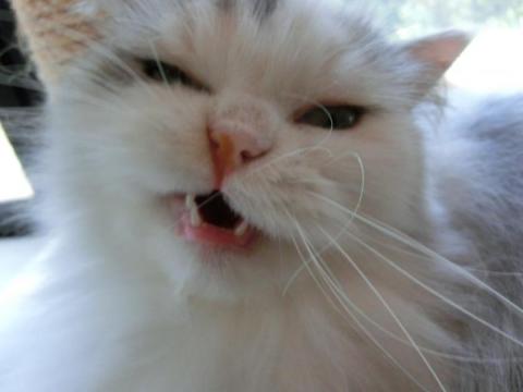 CIMG2156_convert_20120809101001.jpg