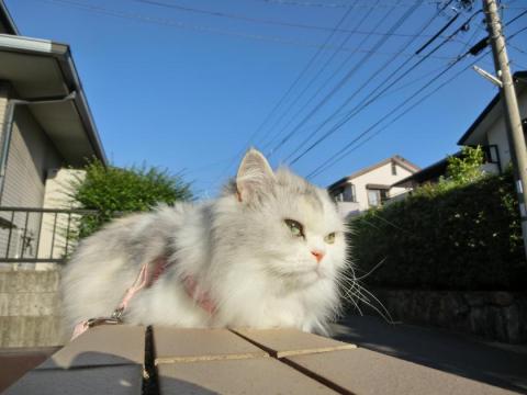 CIMG2193_convert_20120810133759.jpg