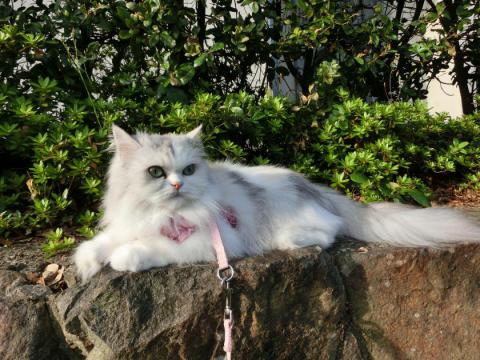CIMG2217_convert_20120807101612.jpg