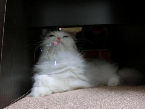 CIMG2223_convert_20120811154755.jpg