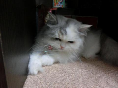 CIMG2224_convert_20120811154903.jpg