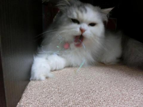 CIMG2225_convert_20120811154958.jpg