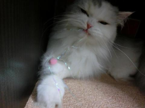 CIMG2227_convert_20120811155052.jpg