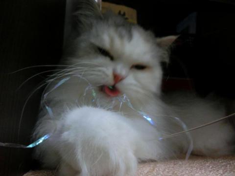 CIMG2233_convert_20120811155240_20120811160757.jpg