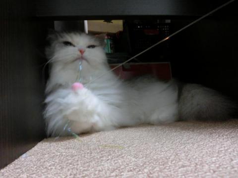 CIMG2237_convert_20120811155531.jpg